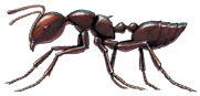Acrobat Ant