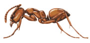 Argentine Ant