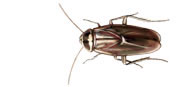 Australian Roach