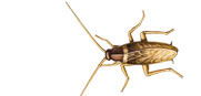 BrownBanded roaches