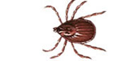 tick ECO SMART pest control