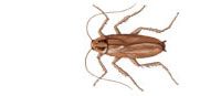 German Roach
