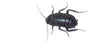 Oriental Roach
